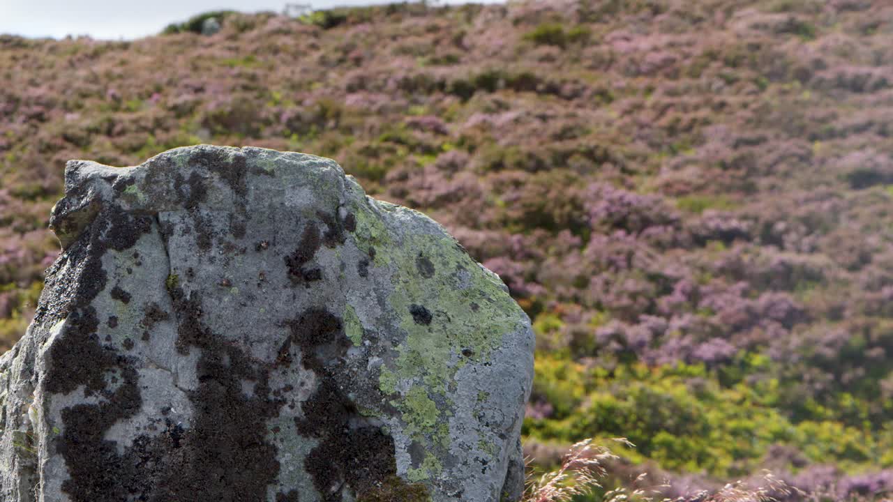Static shot of weathered rock with lichen, purple heather, and rolling hills under natural daylight