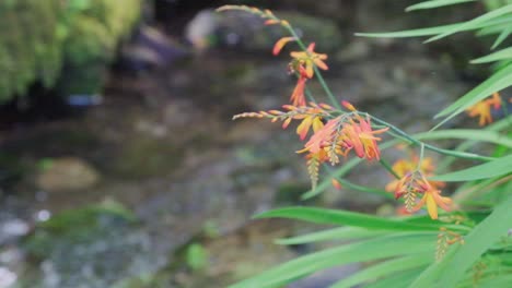 Montbretia-Ist-Eine-Blumige-Pflanze,-Die-Von-Juli-Bis-September-Viele-Feldwege-Mit-Einer-Wunderbaren-Darstellung-Von-Spitzen-Leuchtend-Rötlich-oranger-Blüten-Ziert