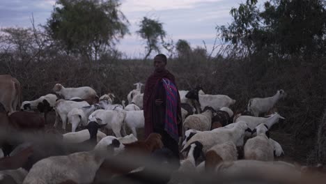 cinematic shot of maasai with his cattle in a traditional village in africa