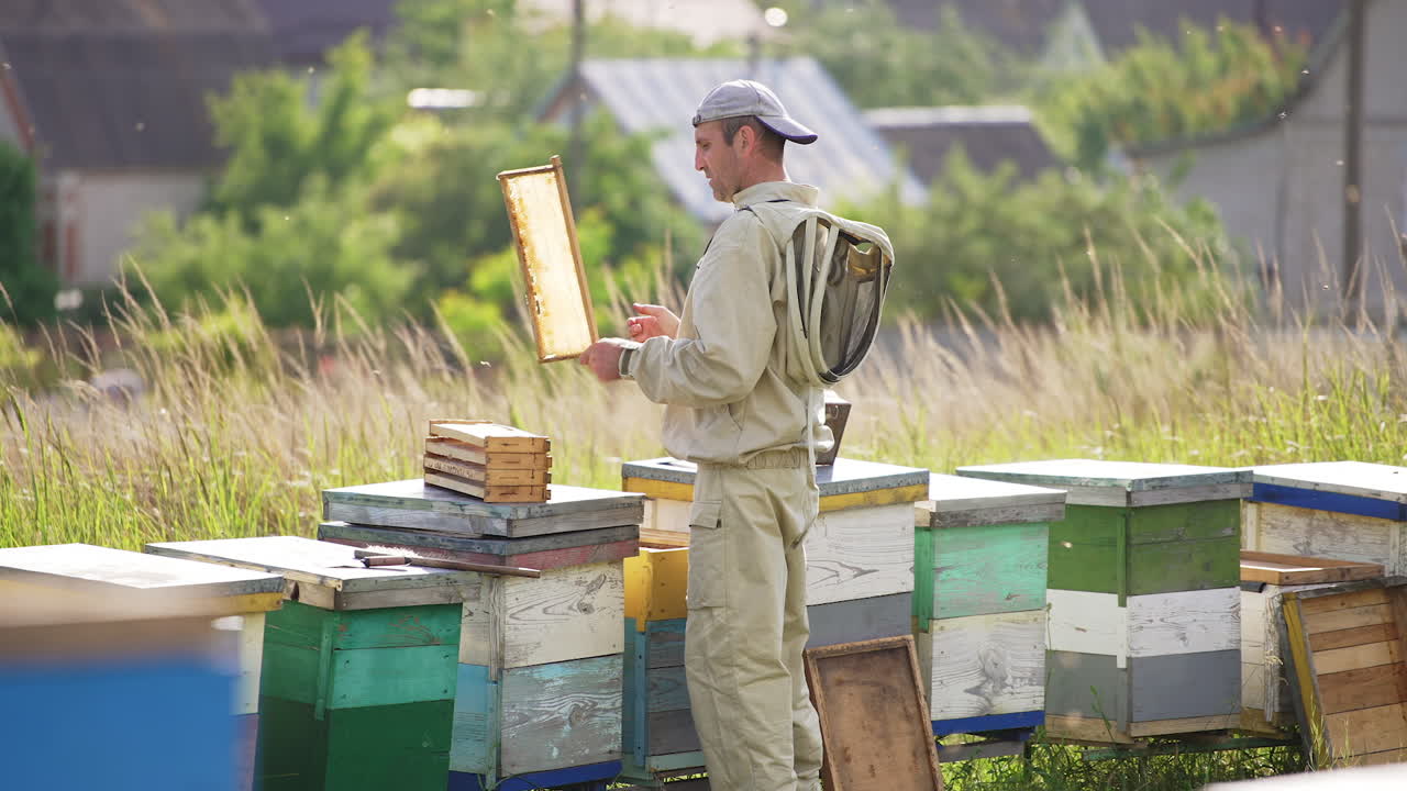 Male apiarist extracts half-frames from a hive working barehanded. Apiarist stacks the frames on the next beehive. Village in blur at backdrop.