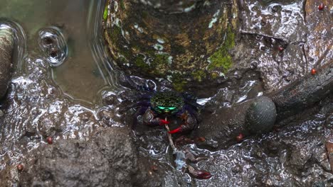 cangrejo con banda facial alimentándose en las llanuras de barro, limpiando la pierna de un cangreje muerto en un entorno húmedo y pantanoso, fotografía de cerca capturando la vida silvestre marina durante el período de marea baja