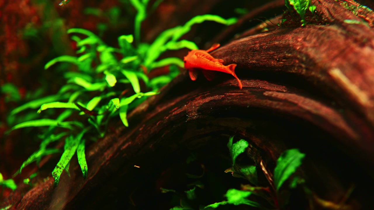 Un pesce arancione brillante nuota vicino a piante verdi in un'ambientazione unica per acquario, con legno scuro e vegetazione acquatica in un ambiente illuminato.