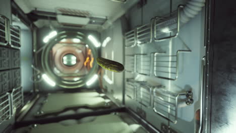 marinated pickled cucumber floating in internation space station