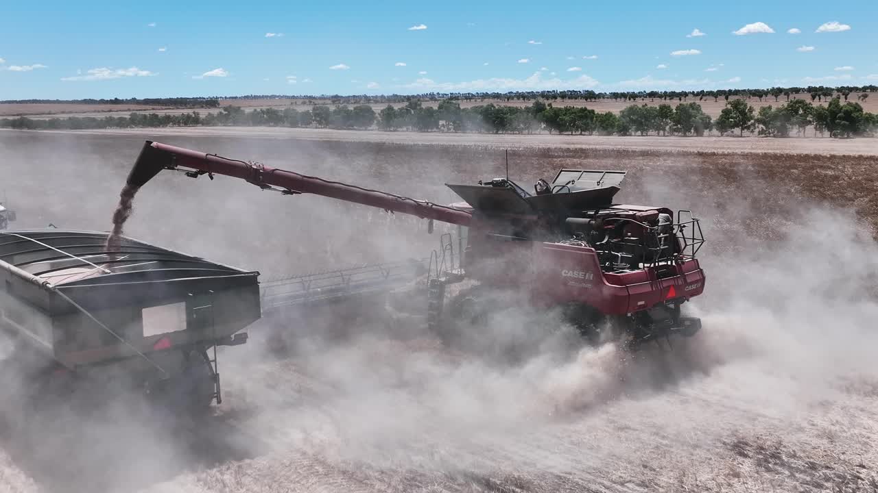 대규모 루핀 수확 작업 중에 작동하는 첨단 기계와 정밀도를 탐구합니다.