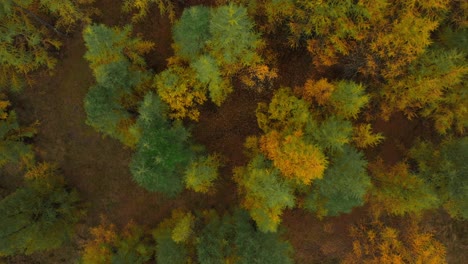 Saastal-Saas-Fee-Switzerland-aerial-drone-Larch-forest-leaves-falling-to-ground-birdseye-view-beautiful-Fall-Autumn-Swiss-Alps-mountain-peaks-glacier-valley-Zermatt-The-Matterhorn-circle-motion