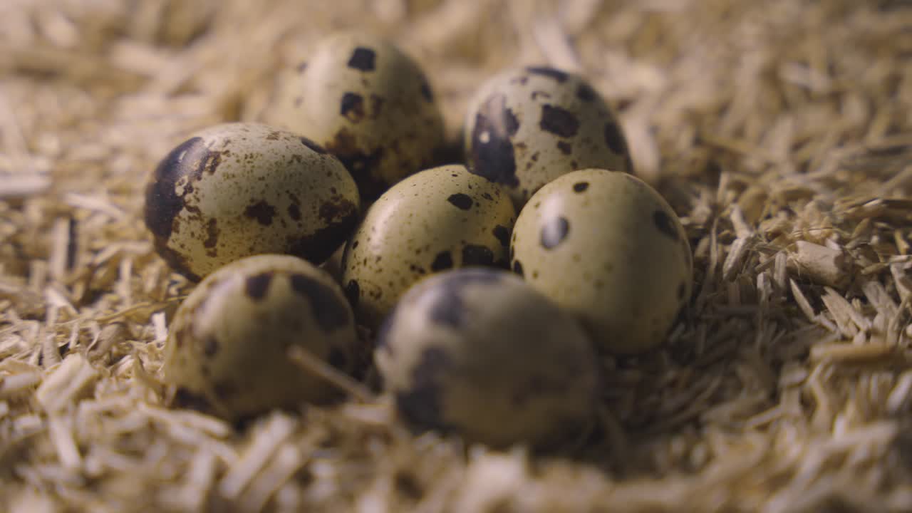 Quail eggs on straw litter