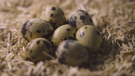 quail eggs on straw litter