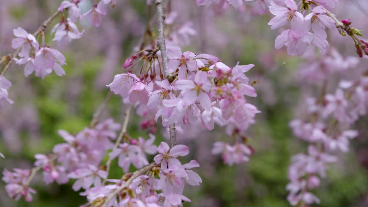 Close up of weeping cherry blossom trees waving in wind in slow motion