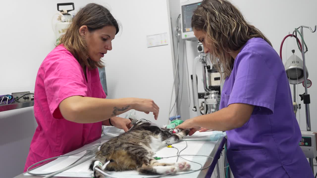 Veterinarians Treating Cat at Clinic