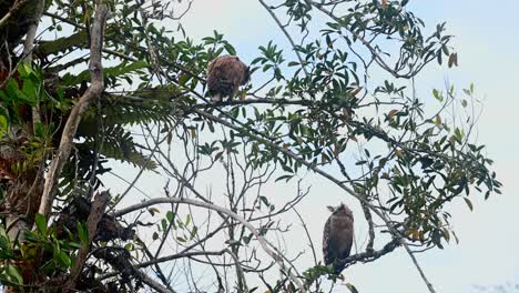 madre lechuza mirando a su alrededor mientras el novato de arriba trata de equilibrarse durante un fuerte viento que sopla, buffy fish owl ketupa ketupu, parque nacional khao yai, tailandia