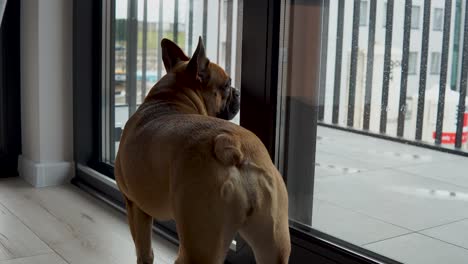 back view of a lonely french bulldog looking outside the glass window