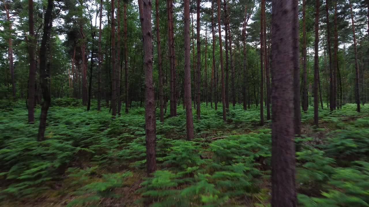 denso bosque, el avión no tripulado vuela hacia adelante y casi se estrella, extremo