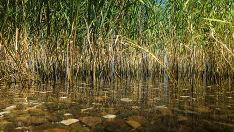 serenity on the lake: calm water surface by the pebble-strewn shoreline, a poetic waterscape of peace and tranquility