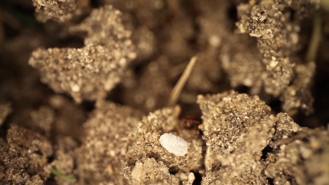 Super tough white shelled bug successfully repels fire ants who try to get it to move away from their disturbed mound