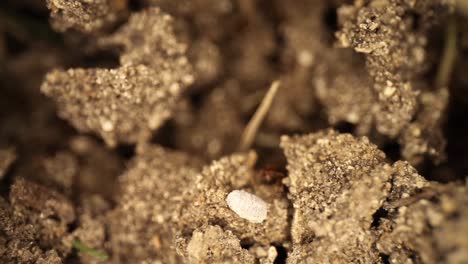 super tough white shelled bug successfully repels fire ants who try to get it to move away from their disturbed mound