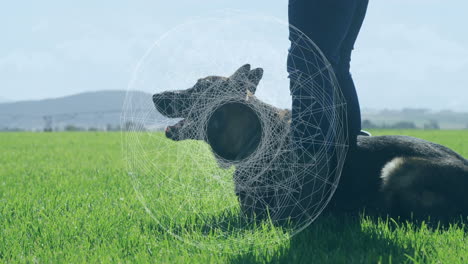 in grassy field, dog sitting beside person with geometric animation overlay