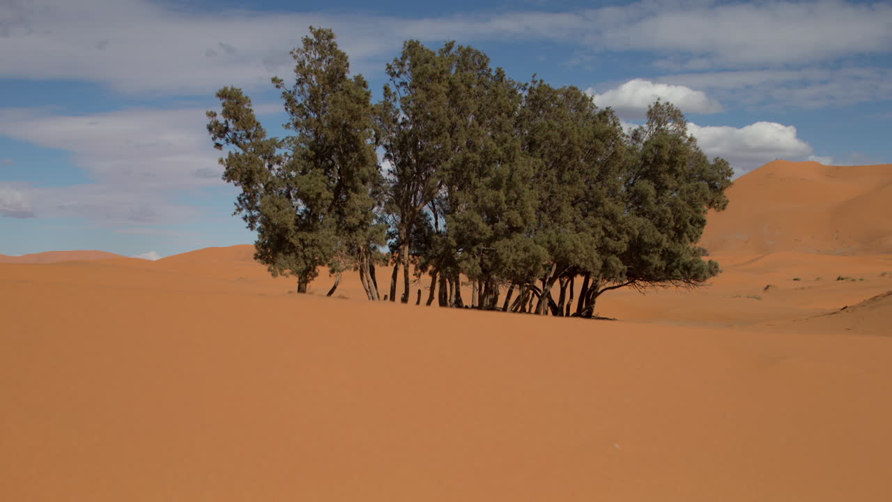 árbol desierto 02