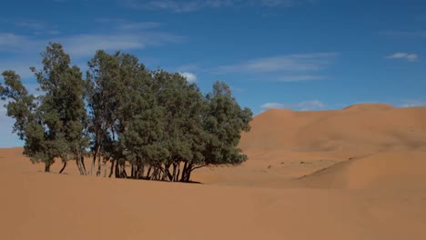 Tree-Desert-02