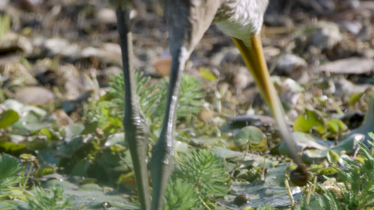 Carão comendo caracóis ao longo da costa rochosa.