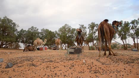 Camel-camp-in-the-entrance-of-the-Sahara-Desert-Dunes,-Morocco