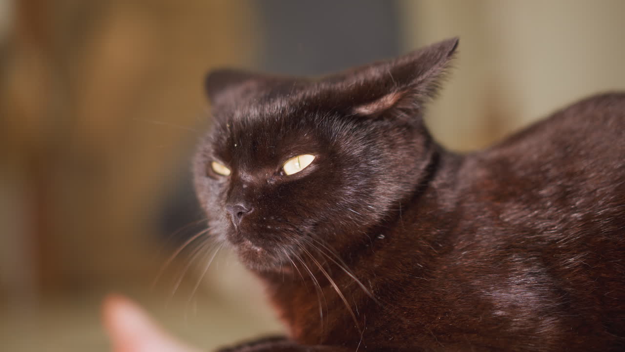Gatto concentrato che osserva attentamente l'ambiente circostante. Gatto domestico silenzioso con attenzione vigile e postura composta. Felino nero che osserva attentamente il movimento con sguardo acuto e postura tesa