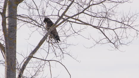 White-tailed-sea-eagle-preens-its-feathers,-Sweden,-static-scenic-shot