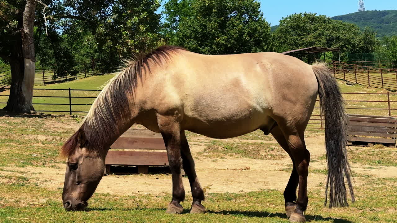 Cheval paissant dans un champ ensoleillé. Un cheval brun paît paisiblement dans un champ vert sous un soleil éclatant, avec des arbres et des collines en arrière-plan.