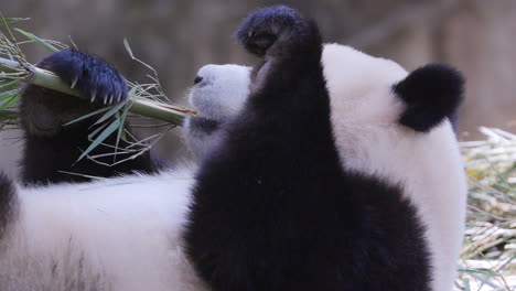a close up of a panda eating