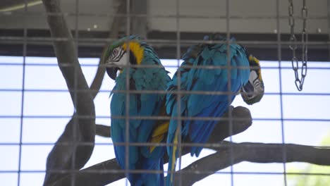 two-blue-and-gold-macaws-perched-on-tree-limb-behind-habitat-fence