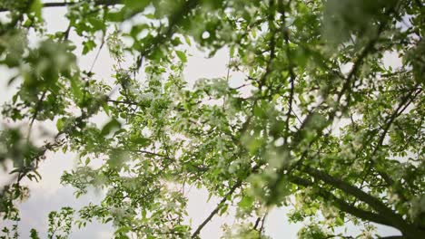 spring apple tree floral display