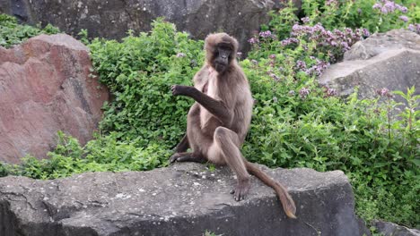 slow motion shot of bleeding-heart monkey or gelada resting on rock and eating