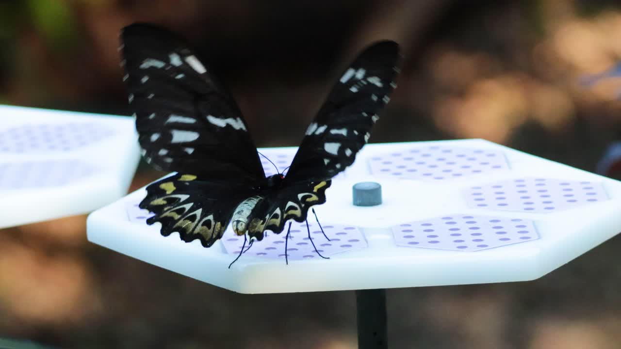 동물원 의 플랫폼 에서 먹이 를 먹는 나비