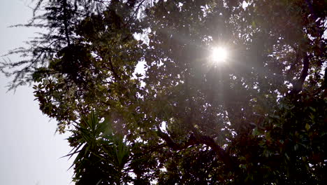 dolly of bright sun shining through tree branches