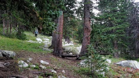 Kerl,-Der-Im-Wald-Spaziert,-Erschreckt-Hirsche-In-Colorado