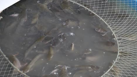 live catfish in water tank with net swimming for sale at asian thailand street food fish market