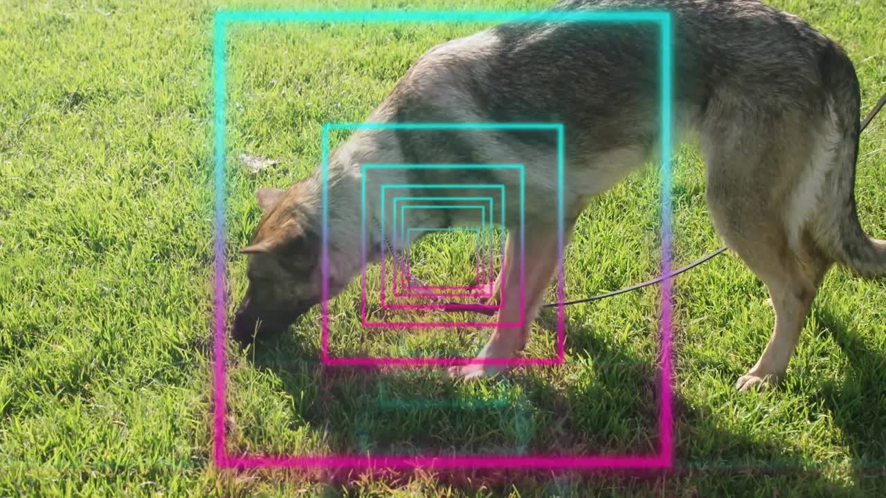 Upon leash tethering dog sniffing grass under neon squares tracking body motion
