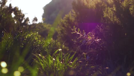 slow-motion-shot-of-a-forest-with-flies-and-flares