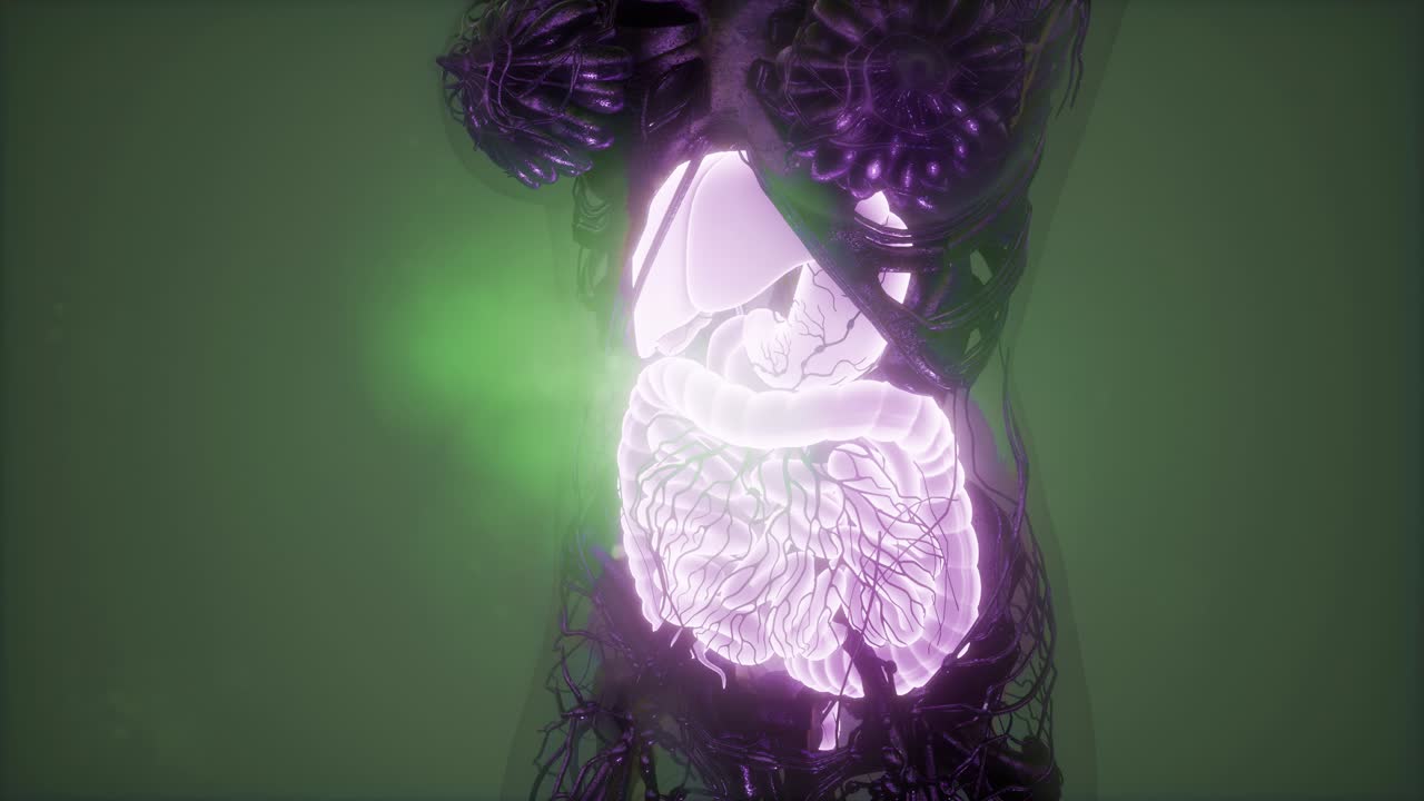 cuerpo humano con sistema digestivo visible