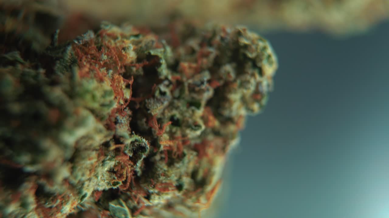 Una toma vertical macro cinematográfica detallada de una planta de cannabis, variedades híbridas anaranjadas, Indica y sativa, flor de cannabis verde, sobre un soporte giratorio 360, a cámara lenta, video 4K, iluminación de estudio