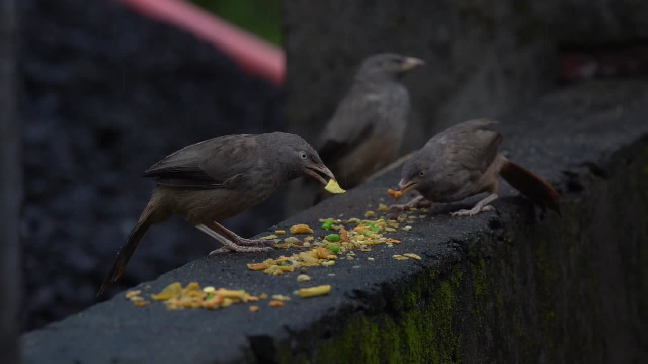 grupo de charlatanes en la aldea india comiendo comida con pico