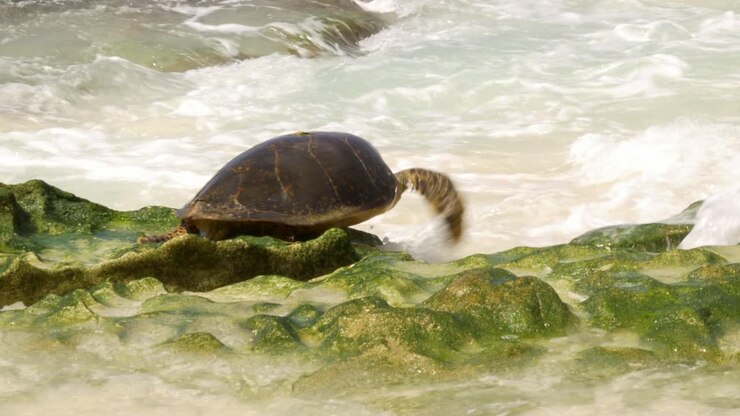 Hawksbill Turtle struggling to crawl over rocks in beach
