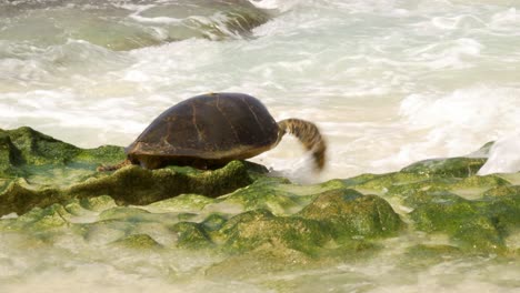 hawksbill turtle struggling to crawl over rocks in beach