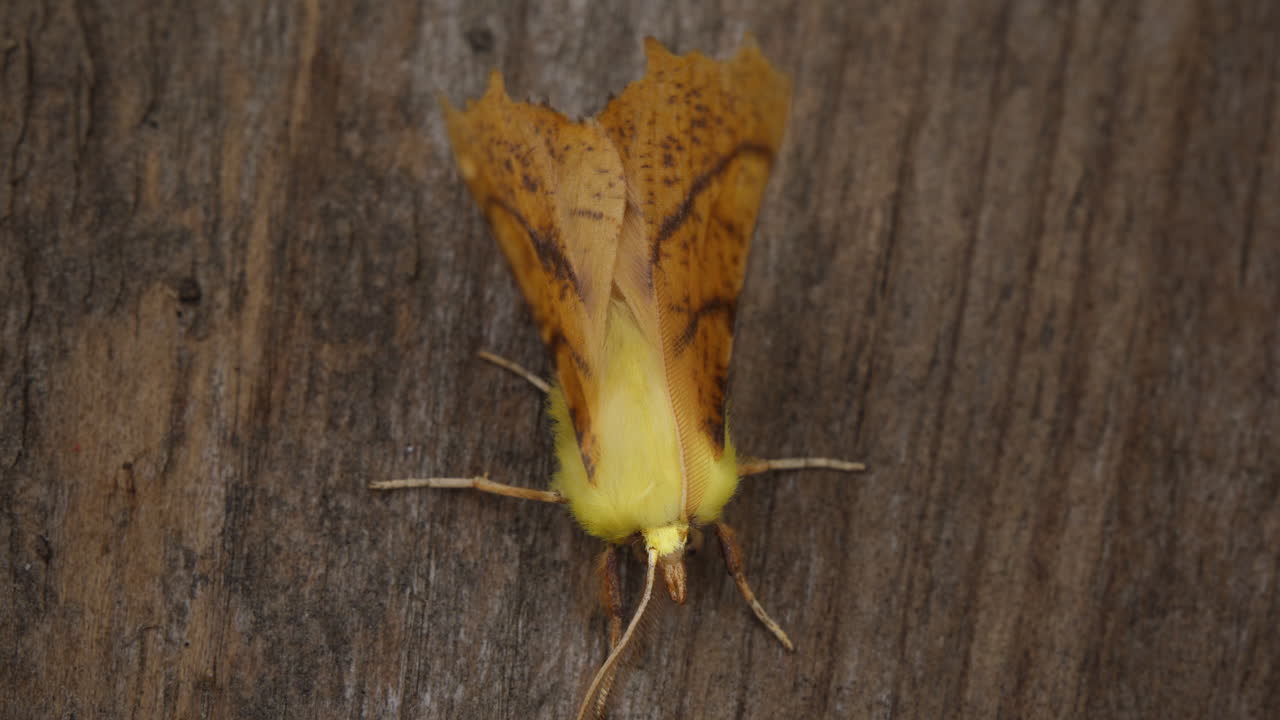 Canary-shouldered Thorn moth, Ennomos alniaria, resting on wooden surface
