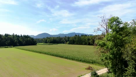 Aerial-drone-shot-revealing-a-massive-corn-field-and-big-open-spaces-with-mountains-and-a-forest-in-the-background