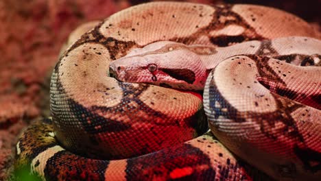 closeup of a boa constrictor