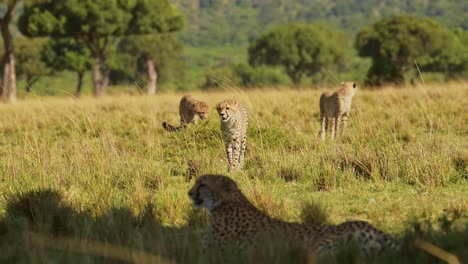 Three-Young-Cheetah-Cubs-Walking-in-Savanna-Plains-in-Africa-to-Join-Mother,-Family-and-Mum-in-Maasai-Mara-Savannah-Landscape-Scenery-in-Masai-Mara,-African-Wildlife-Safari-Animals-in-Kenya