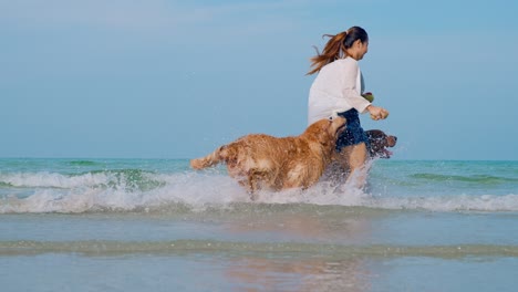 golden retriever dogs, sweet pets, friendly dog, lovely pets, lovely dogs