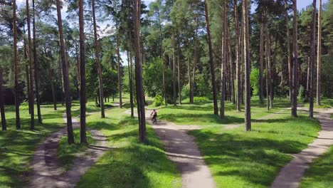 ciclista en un bosque de pinos