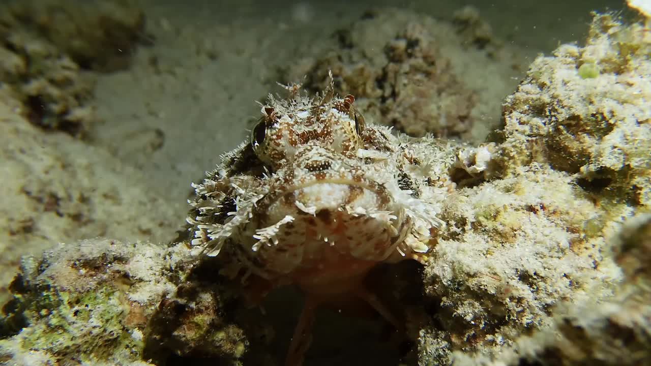 Scorpionfish super close up on coral reef front view