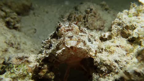 scorpionfish super close up on coral reef front view